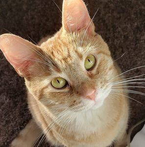 Meet your Posher, Bailey